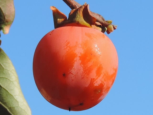 Diospyros kaki 'Farmacista Cicilia' : couleur du fruit mûr