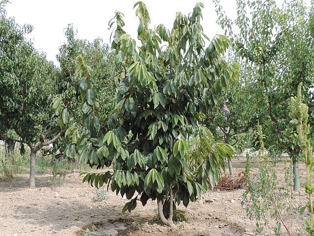 Plaqueminier (Diospyros) à fruits verts : aspect d'été d'un arbre de 7 ans