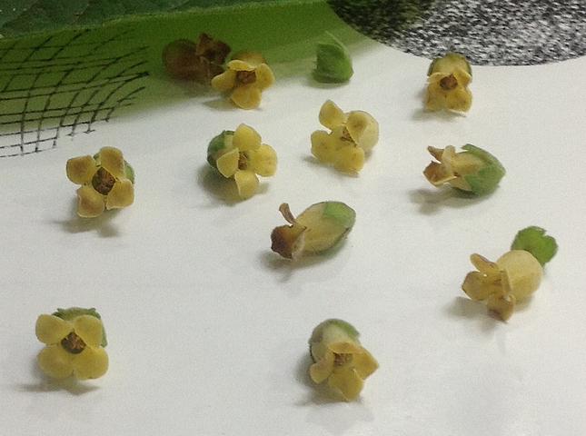 Diospyros roxburghii : fleurs mâles
