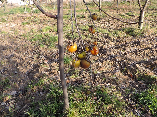Plaqueminier à fruits verts : reliquat de fructification à la mi-décembre