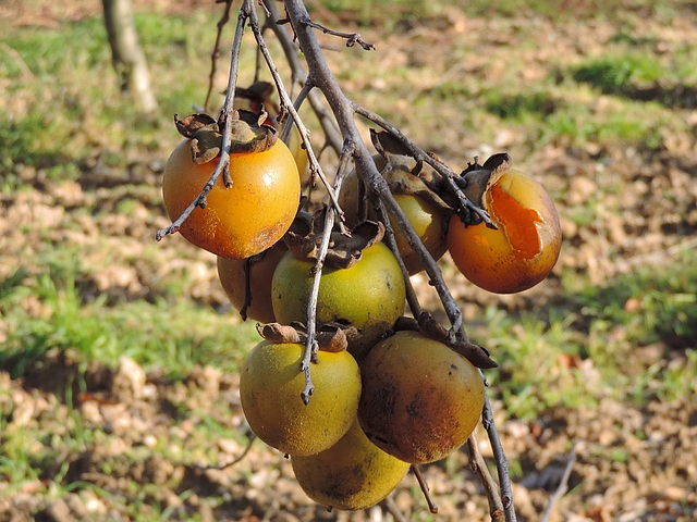 Plaqueminier à fruits verts : groupe de fruits à la mi-décembre