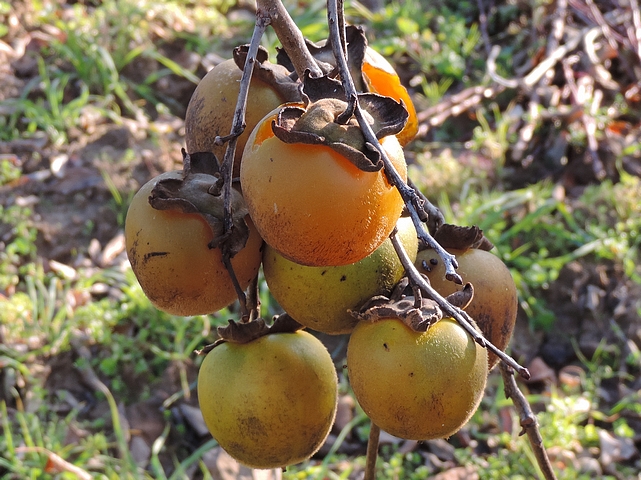 Plaqueminier à fruits verts : groupe de fruits à la mi-décembre