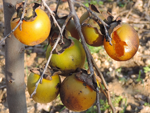 Plaqueminier à fruits verts : échelonnement de la maturité des fruits