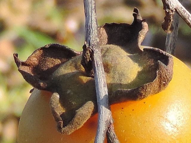Plaqueminier à fruits verts : calice d'un fruit à surmaturité