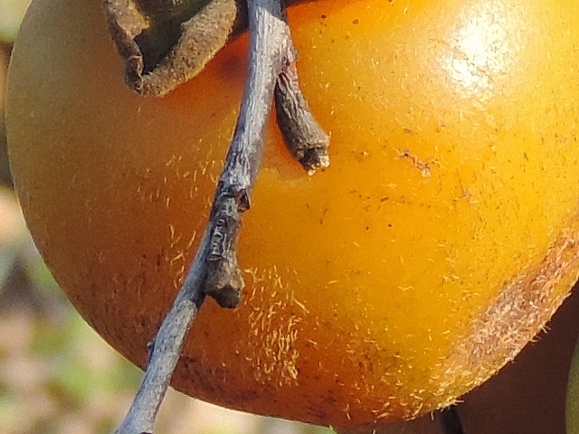 Plaqueminier à fruits verts : villosité résiduelle sur un fruit en surmaturité