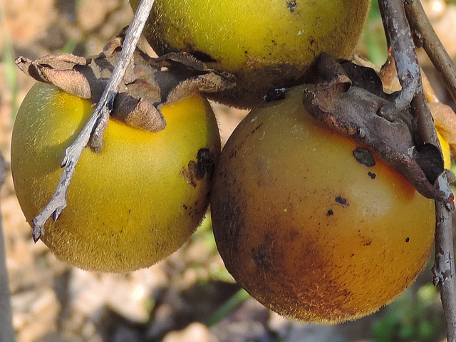 Plaqueminier à fruits verts : Fruit mûr (à droite) et non encore mûr (à gauche