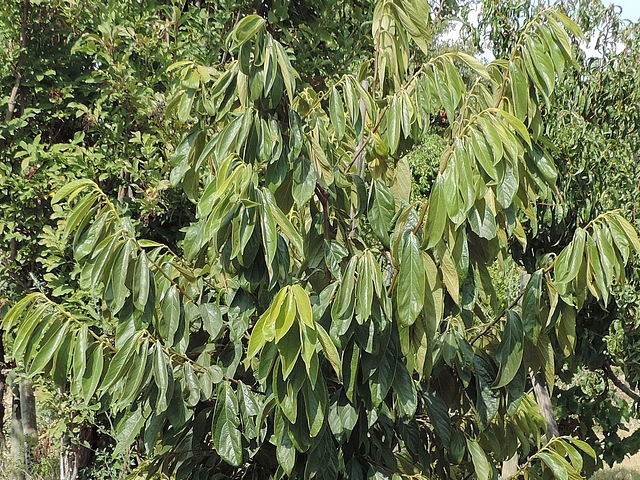 Plaqueminier (Diospyros) à fruits verts : feuillage de début d'été d'un arbre de 7 ans