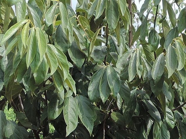 Plaqueminier (Diospyros) à fruits verts : feuillage d'un arbre de 7 ans