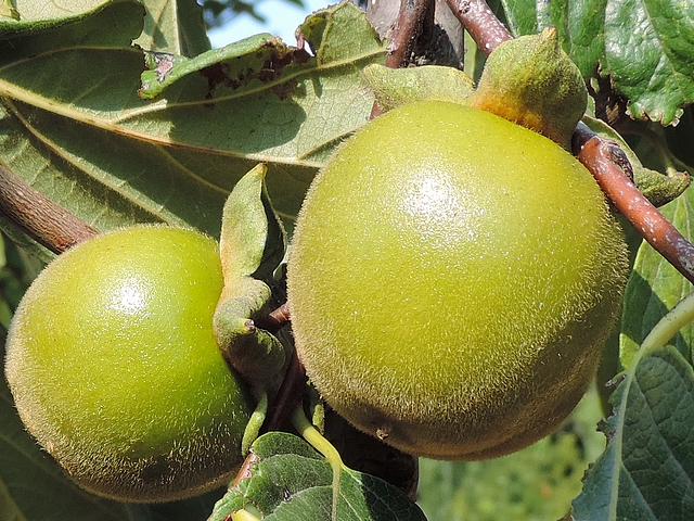 Plaqueminier (Diospyros) à fruits verts : le fruit est presque glabre sur la face insolée