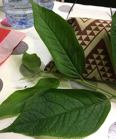 Tige fine et feuilles du Plaqueminier à fruits verts