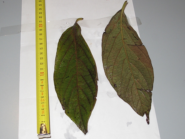 Plaqueminier (Diospyros) à fruits verts : feuilles en fin de saison