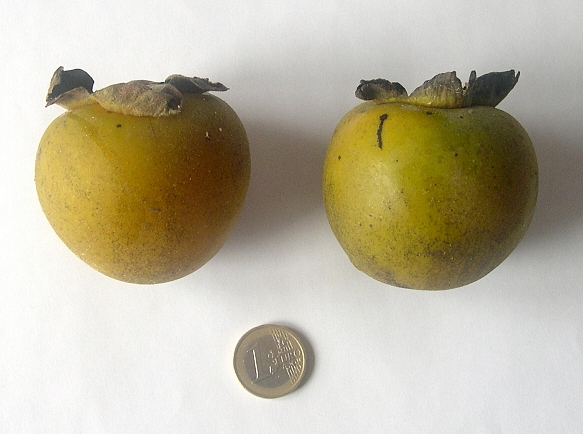 Diospyros Roxburghii (Plaqueminier à fruits verts) : fruits.