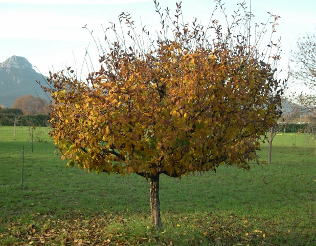 Mespilus germanica L. : arbre en automne