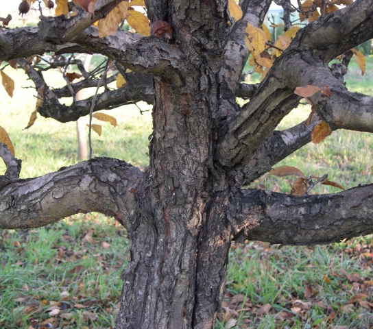 Mespilus germanica L. : tronc d'un sujet �g�