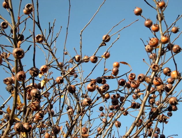 Mespilus germanica L. : fructification (n�fles)