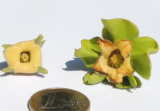 Fleur femelle du Plaqueminier à fruits verts, à gauche, et de Diospyros kaki, à droite
