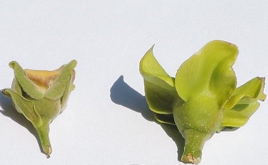 Fleur femelle du Plaqueminier à fruits verts, à gauche, et de Diospyros kaki, à droite