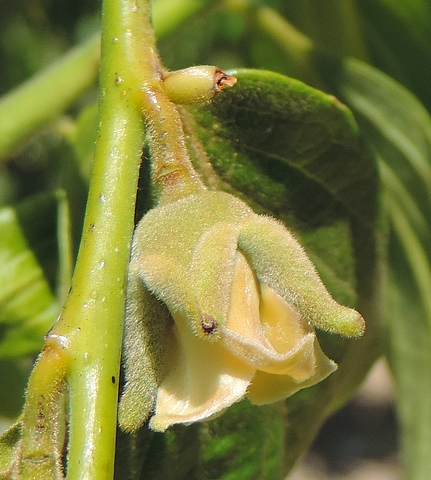 Plaqueminier (Diospyros) à fruits verts : fleur femelle dont les pétales commencent à s'ouvrir