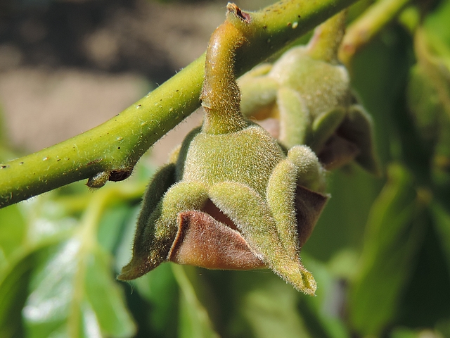 Plaqueminier (Diospyros) à fruits verts : fleur femelle
