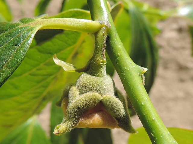 Plaqueminier (Diospyros) à fruits verts : fleur femelle avec une bractée