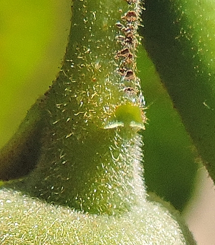 Plaqueminier (Diospyros) à fruits verts : fleur femelle, cicatrice de la deuxième bractée