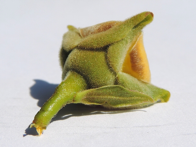 Plaqueminier (Diospyros) à fruits verts : fleur femelle avec une bractée résiduelle sur le pédoncule