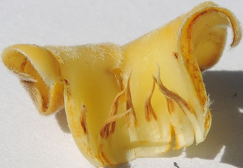Plaqueminier (Diospyros) à fruits verts : staminodes insérés à la base de la corolle