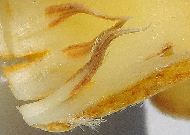 Plaqueminier (Diospyros) à fruits verts : détail d'un staminode implanté à la base de la corolle