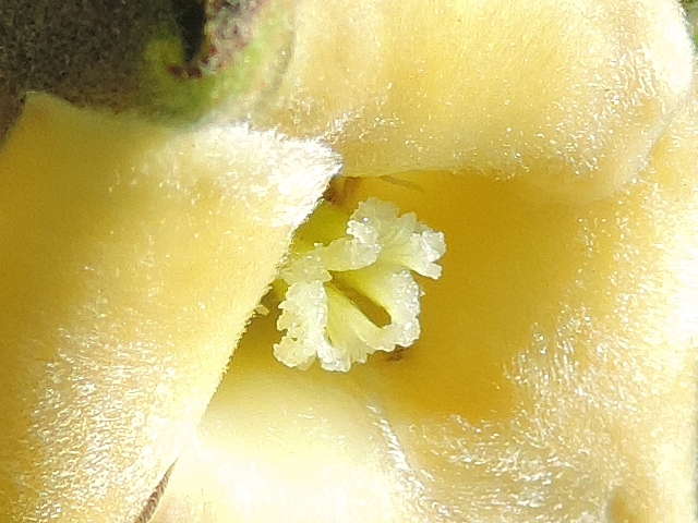 Plaqueminier (Diospyros) à fruits verts : extrémités des styles et stigmates