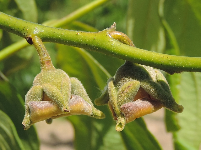 Plaqueminier (Diospyros) à fruits verts : fleurs femelles
