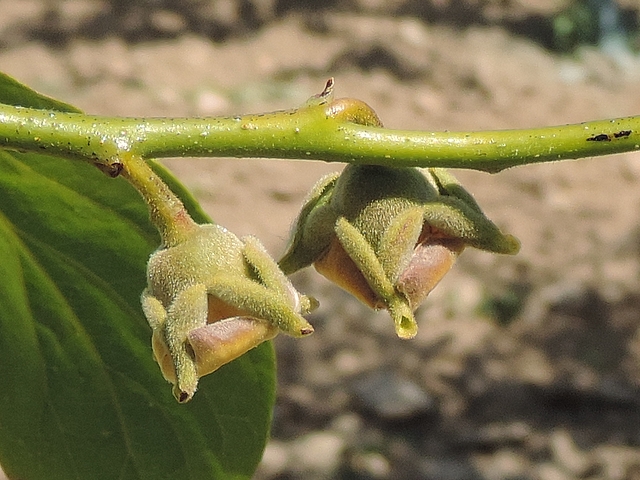 Plaqueminier (Diospyros) à fruits verts : fleurs femelles