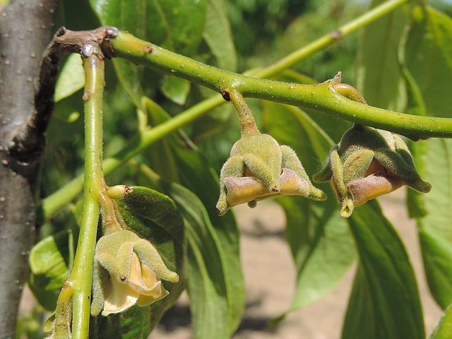 Plaqueminier (Diospyros) à fruits verts : floraison femelle