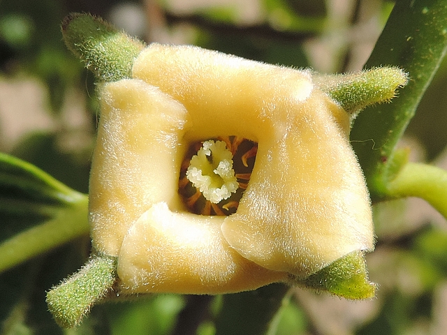 Plaqueminier (Diospyros) à fruits verts : fleur femelle vue de dessous