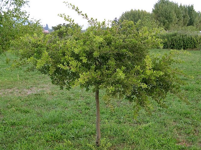 Diospyros lycioides subsp. guerkei : sujet de 7 ans