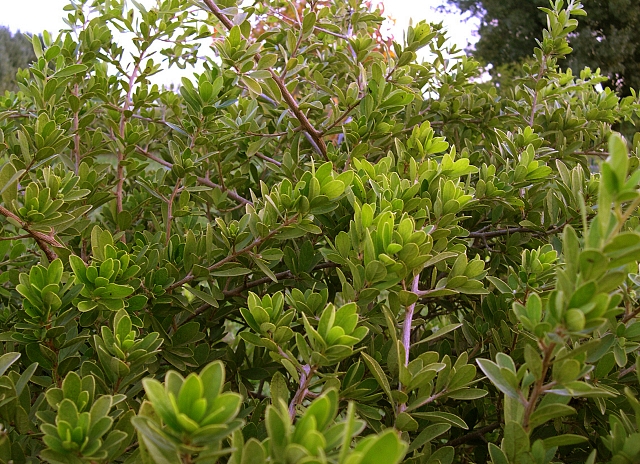 Diospyros lycioides subsp. guerkei : feuillage (persistant)