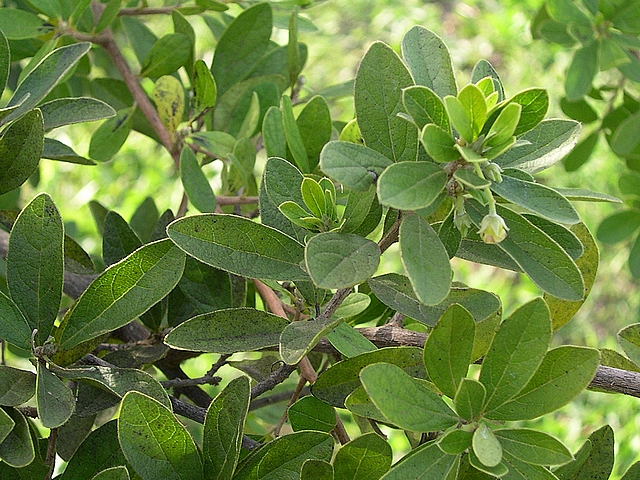 Diospyros lycioides subsp. guerkei : feuilles et une fleur