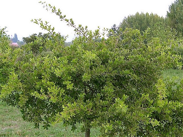 Diospyros lycioides subsp. guerkei : feuillage (persistant)