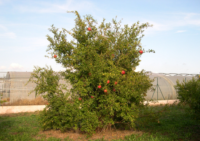 Punica granatum 'Fleshman'