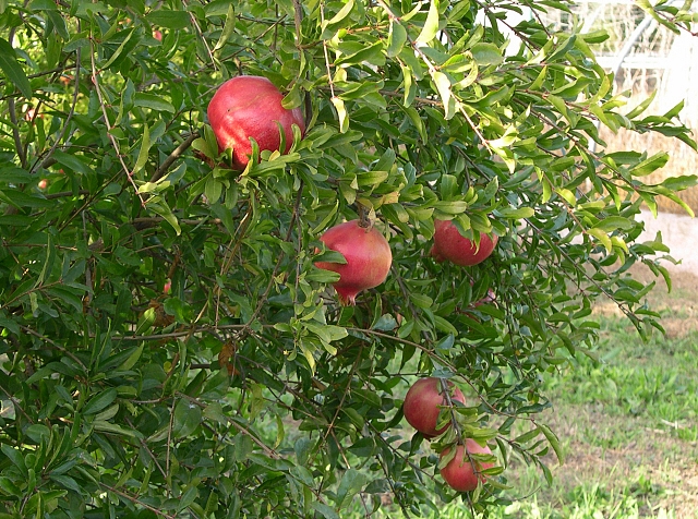 Punica granatum 'Fleshman' : fructification