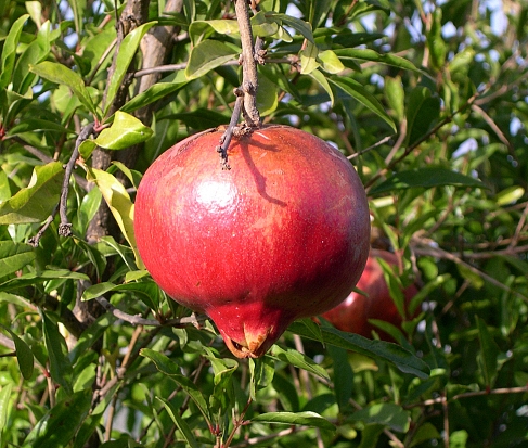 Punica granatum 'Fleshman' : fruit m�r