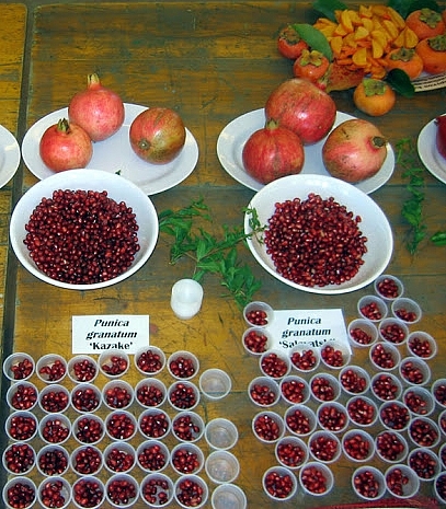 Punica granatum L. : fruits des cultivars rustiques 'Kazake' et 'Salavatski'