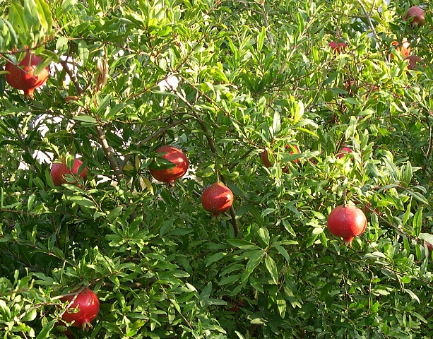 Punica granatum 'Wonderful' : fructification