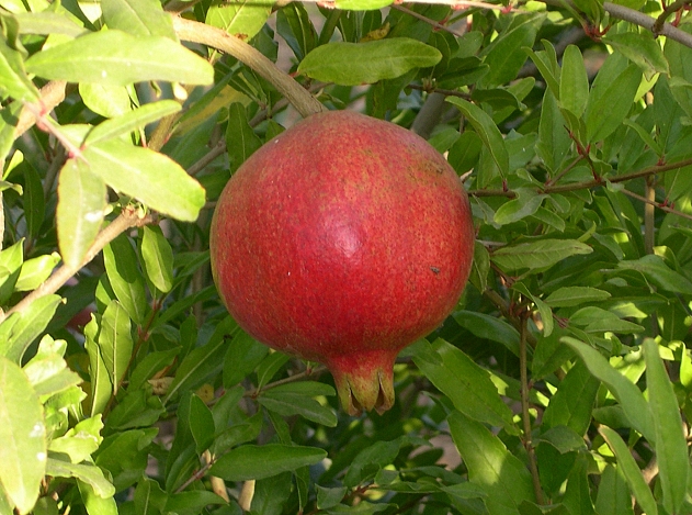 Punica granatum 'Wonderful' : fruit