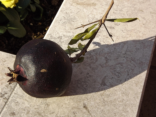 Punica granatum 'Nero Zanarella' : fruit m�r