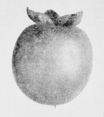 Diospyros sinensis - Figue caque (Louis TRABUT)