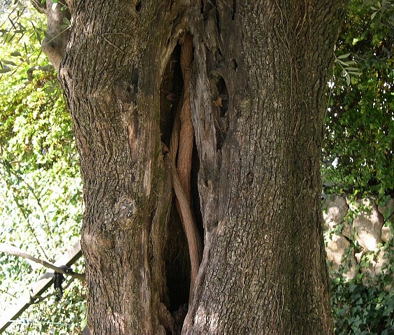 Position des lianes maîtresses de la passiflore dans le tronc creux de l'olivier