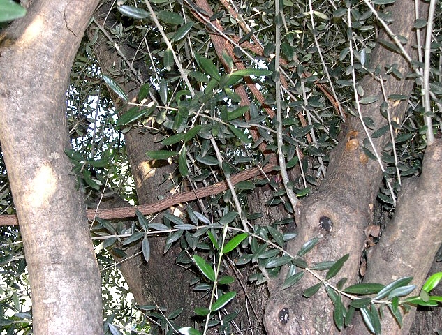 Lianes secondaires de la passiflore insérées entres les bases des charpentières de l'olivier