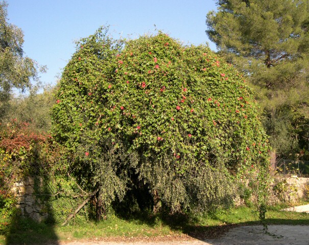 Passiflore en fleurs ayant pratiquement recouvert un olivier quatre ans après la plantation
