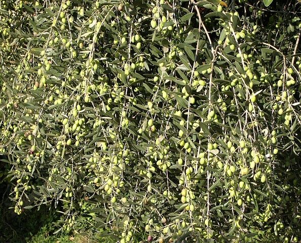 Fructification sur la partie basse de la ramure de l'olivier, non recouverte par la passiflore