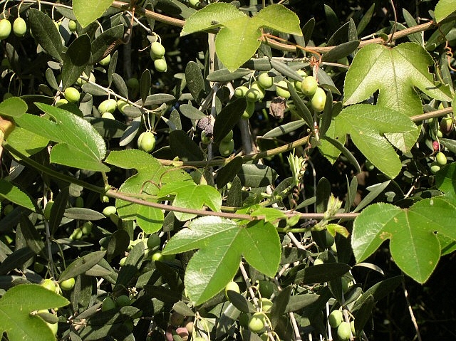 Feuillage de Passiflora manicata hybride recouvrant l'olivier